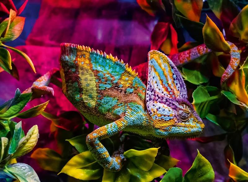Casse-tête Ravensburger - Colorful animals : Caméléon - 500 pièces
