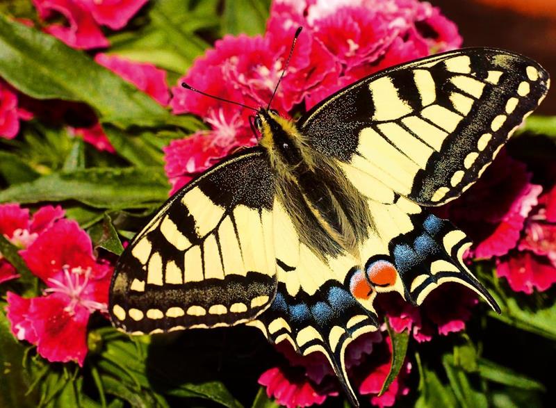 Casse-tête Ravensburger - Colorful animals : Papillon - 500 pièces