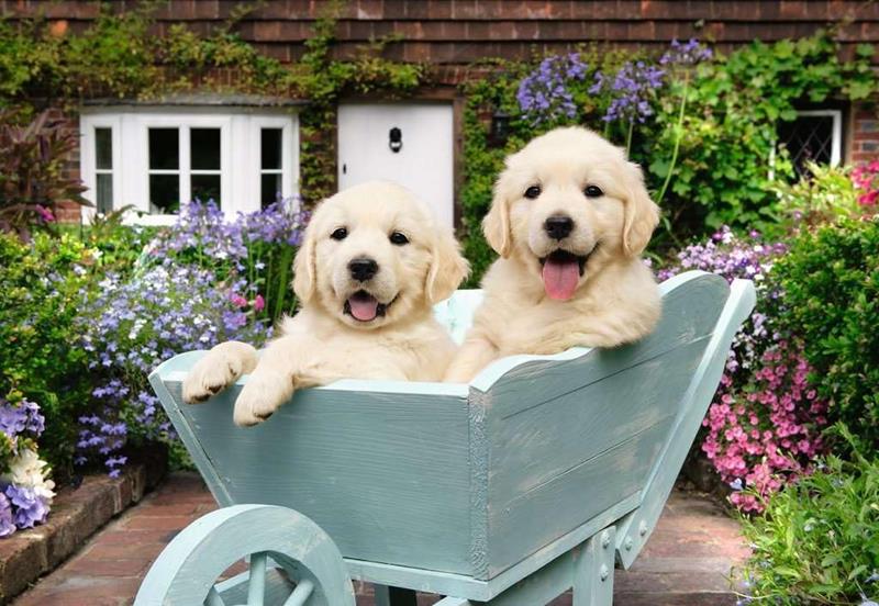 Casse-tête Ravensburger - Chiots Golden Retriever - 200 pièces XL