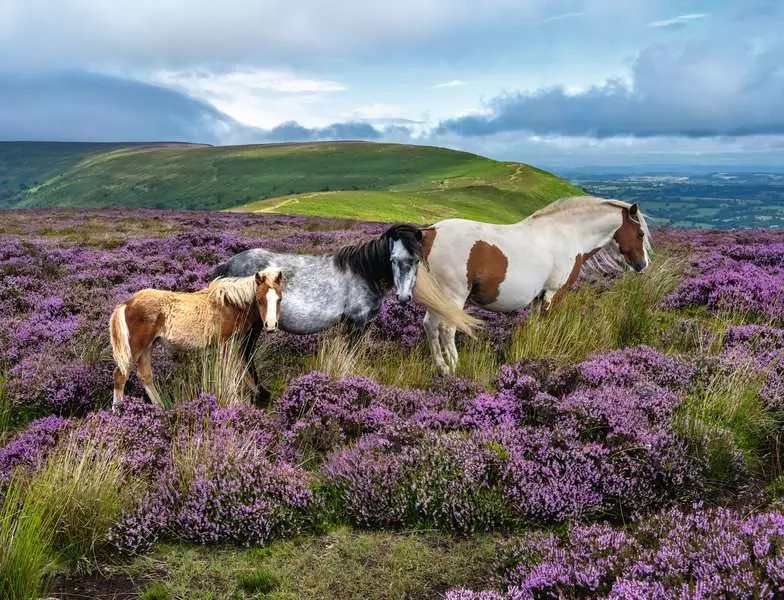 Casse-tête Ravensburger - Chevaux sauvages dans la Bruyère - 2000 pièces