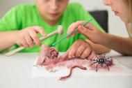 KidzLabs - Kit de Fouille Creepy Crawly