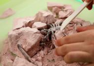 KidzLabs - Kit de Fouille Creepy Crawly